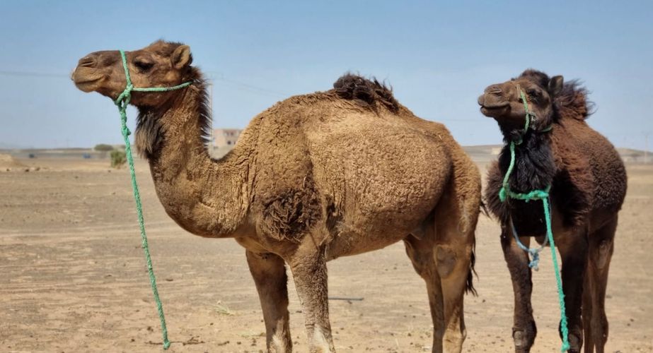 28 38 Erg Chebbi woestijn 12